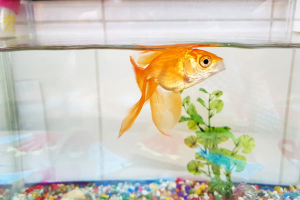 Our Rooms - Lexham Gardens Playhouse